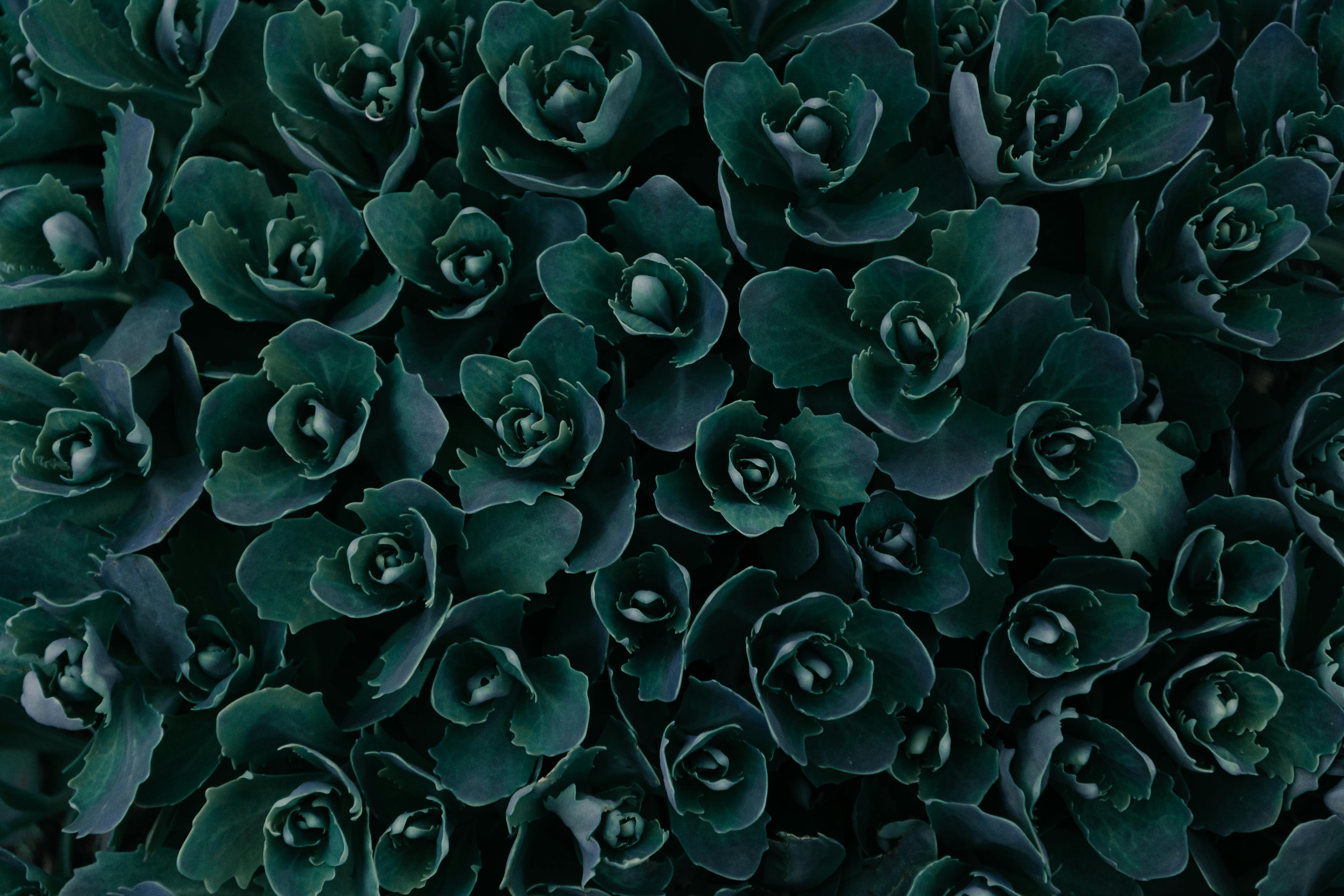 flower image